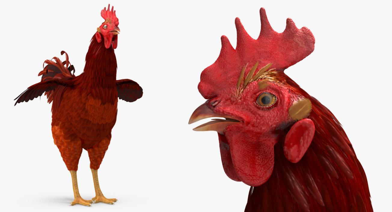 Brown Hen 3D model