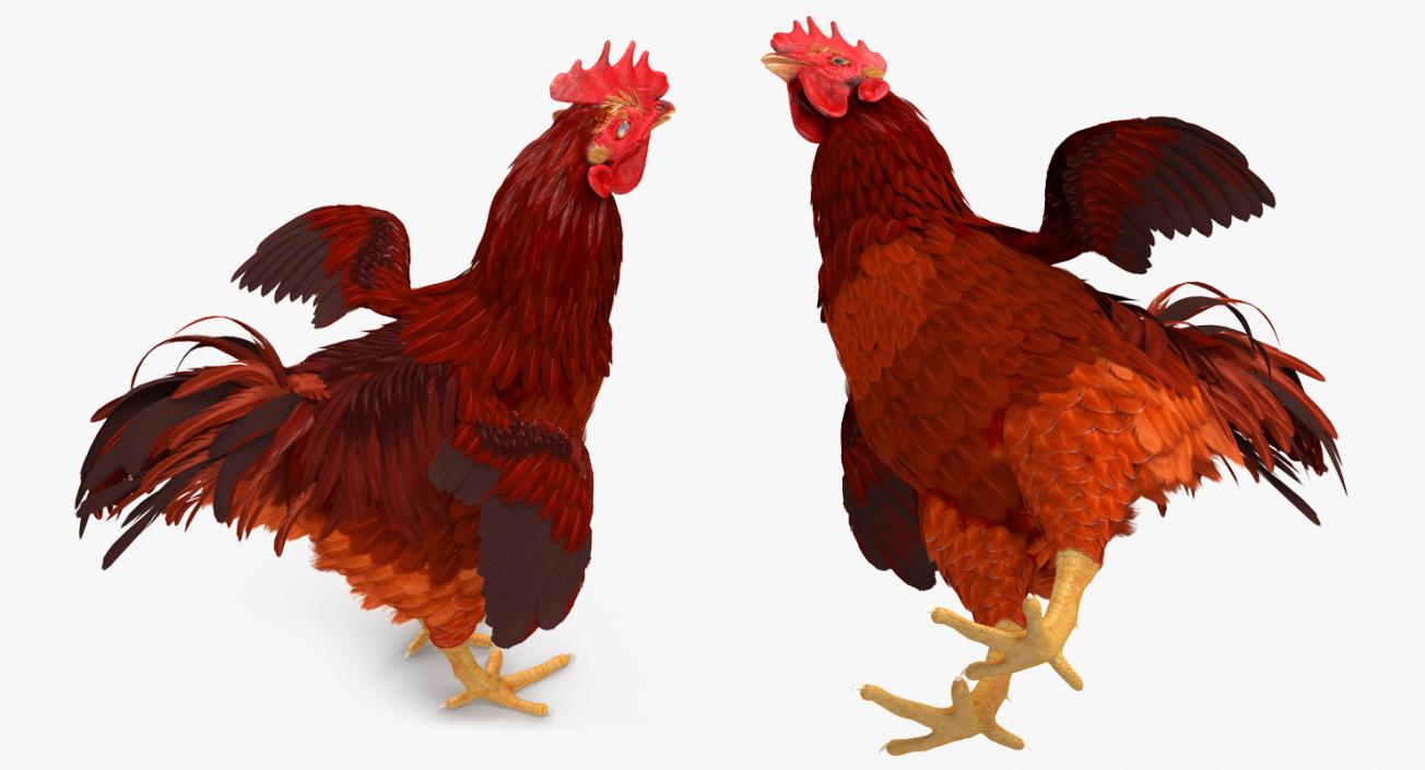 Brown Hen 3D model