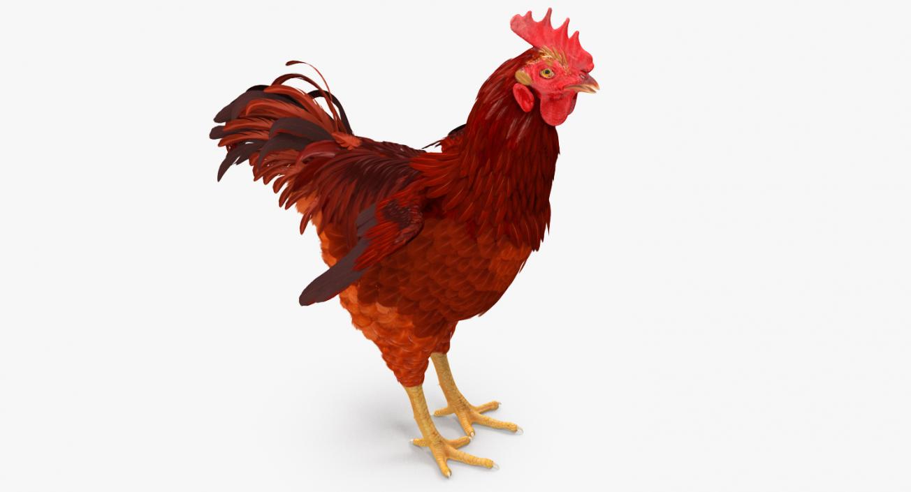 Brown Hen 3D model