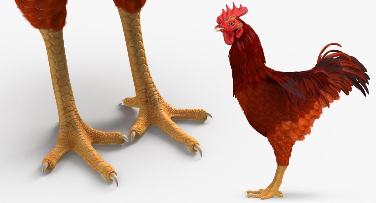 Brown Hen 3D model