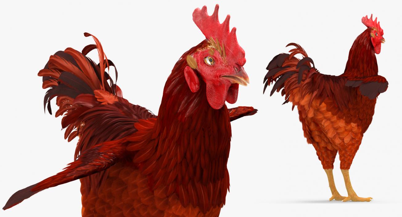 Brown Hen 3D model