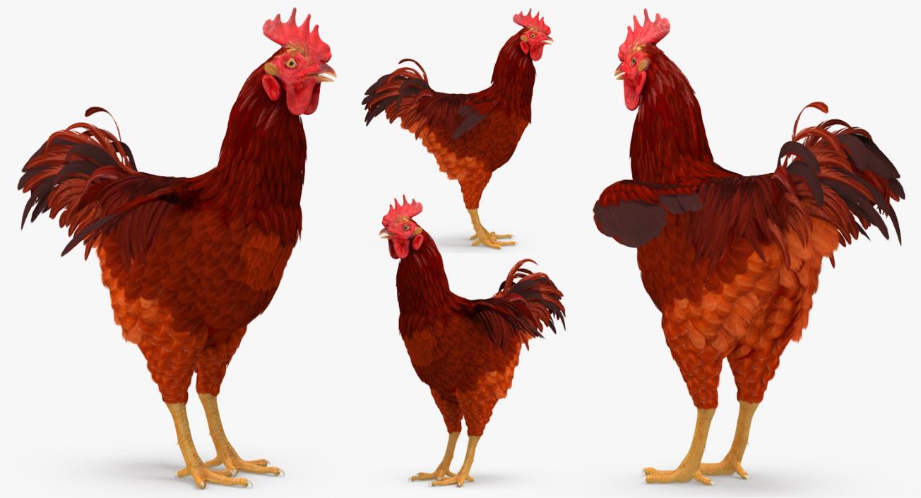 Brown Hen 3D model