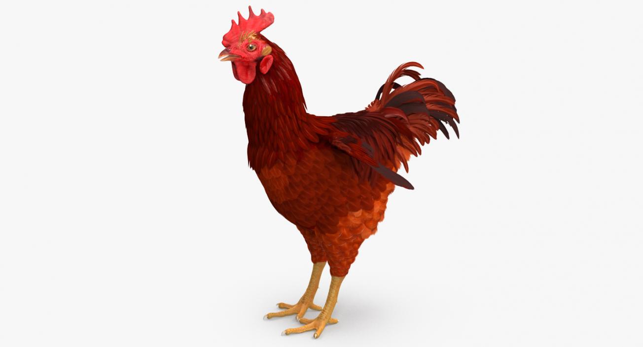 Brown Hen 3D model