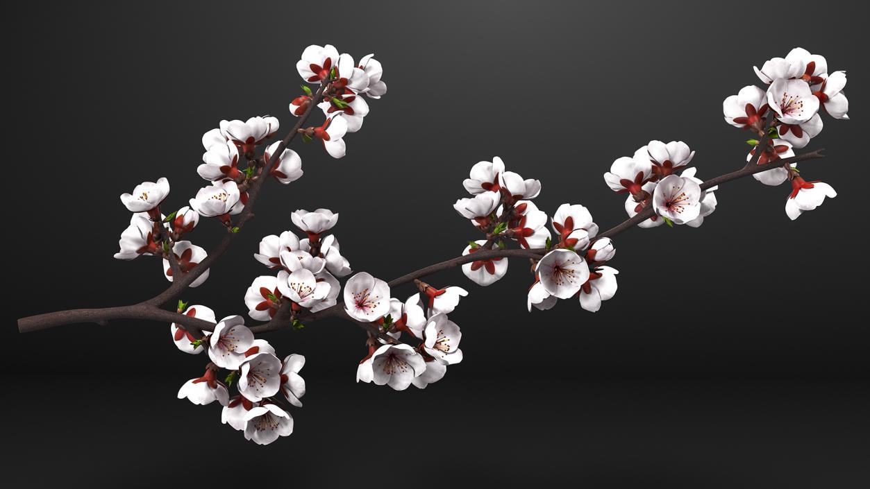 Cherry Branch with White Flowers 3D