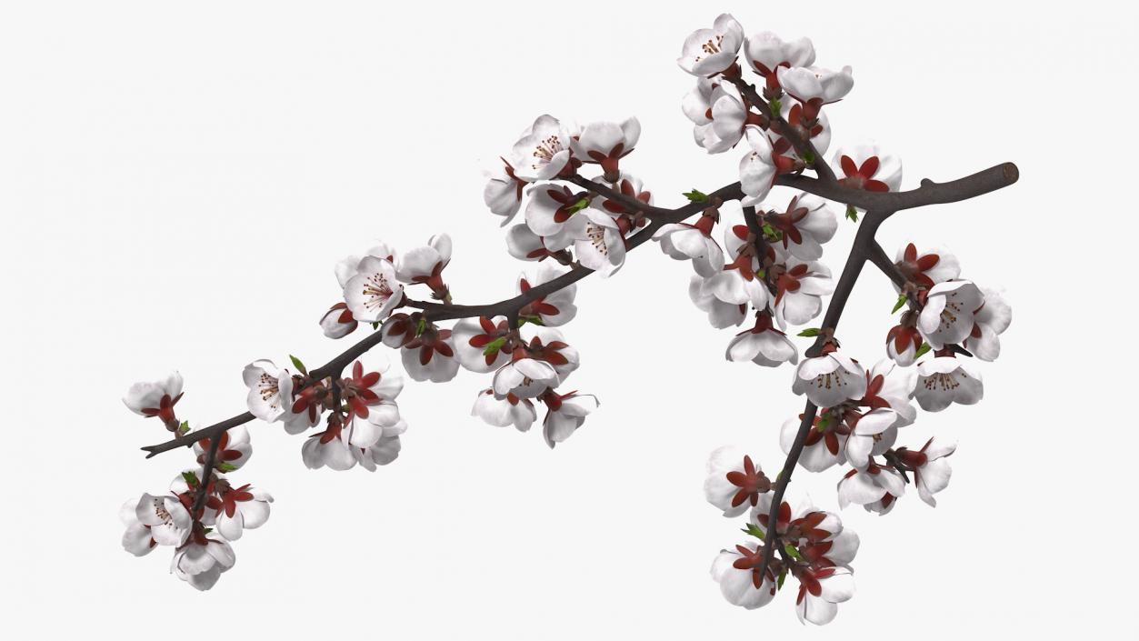 Cherry Branch with White Flowers 3D