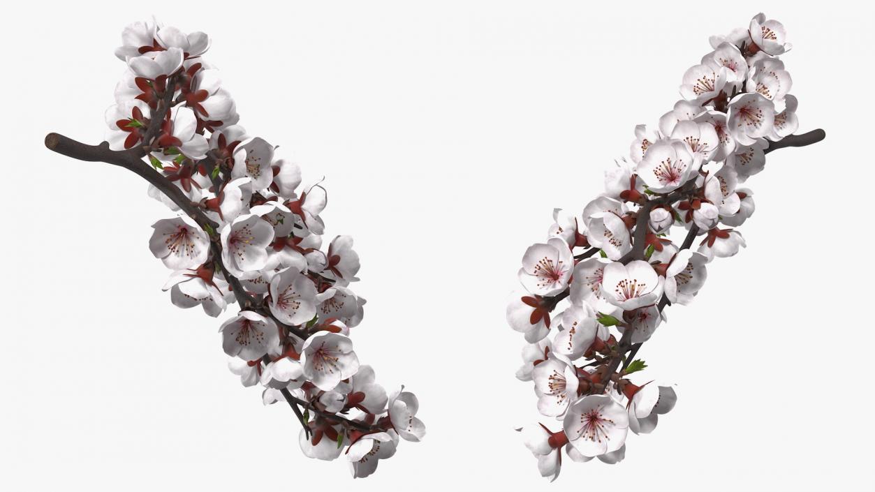 Cherry Branch with White Flowers 3D