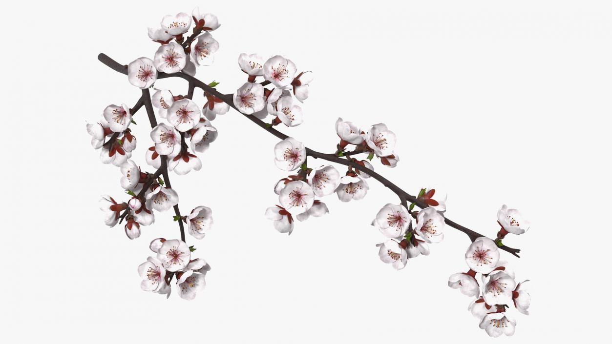 Cherry Branch with White Flowers 3D