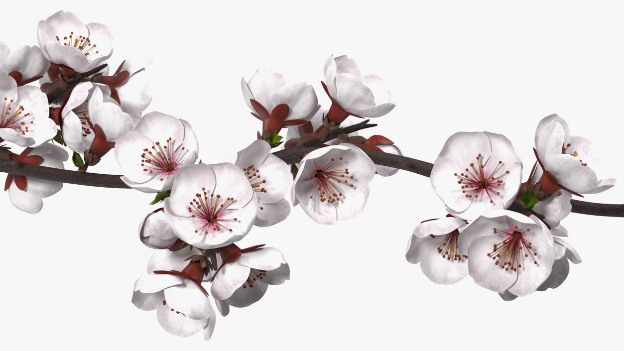 Cherry Branch with White Flowers 3D