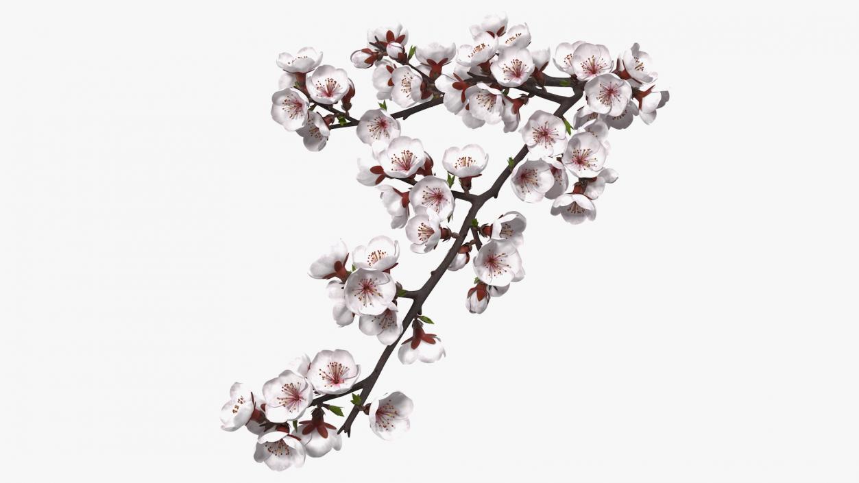 Cherry Branch with White Flowers 3D