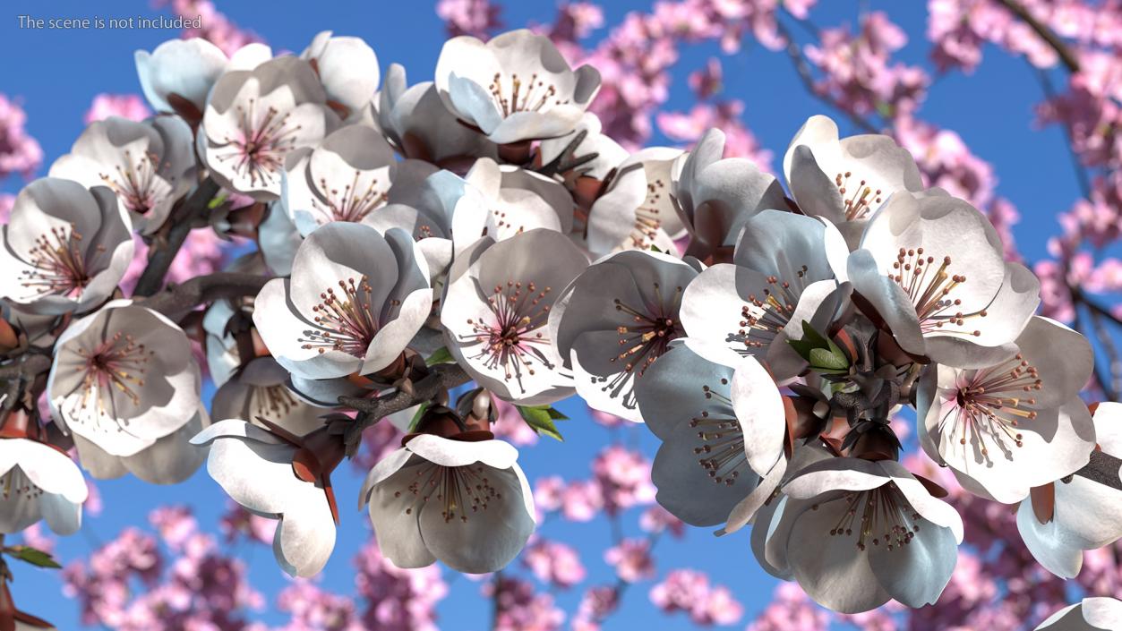 Cherry Branch with White Flowers 3D