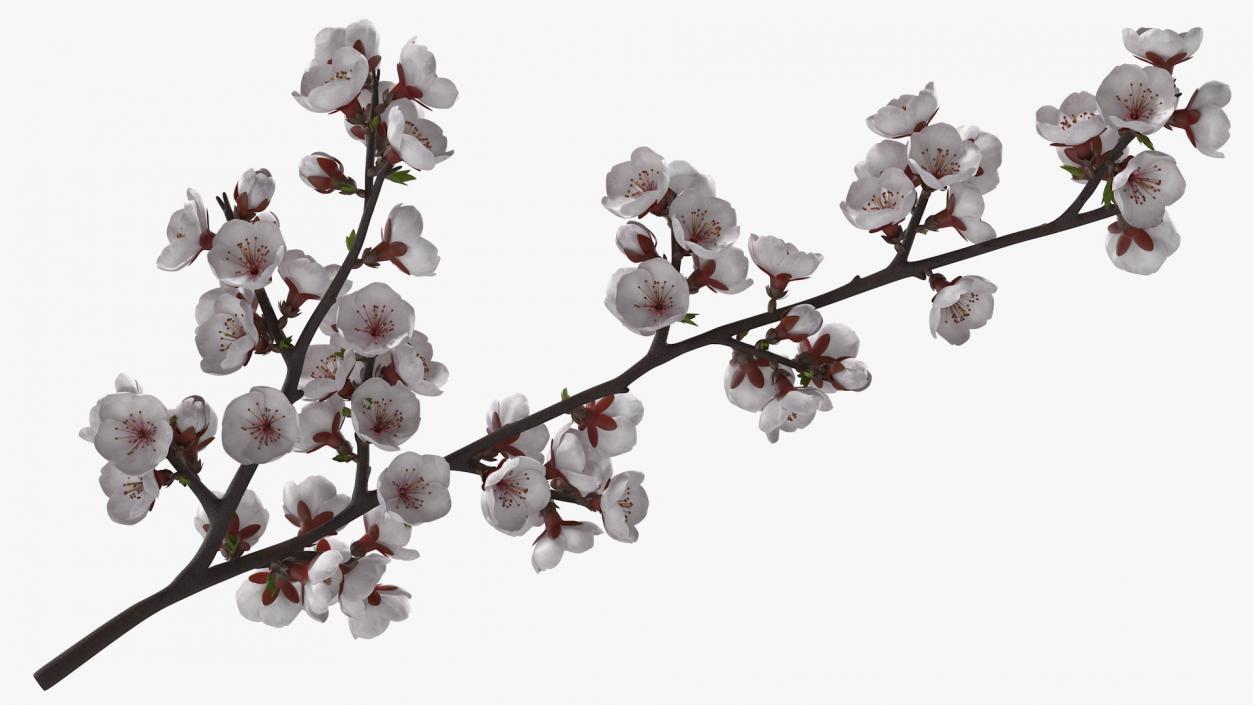 Cherry Branch with White Flowers 3D