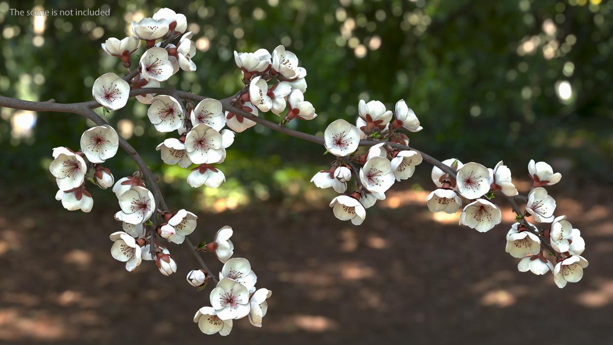 Cherry Branch with White Flowers 3D