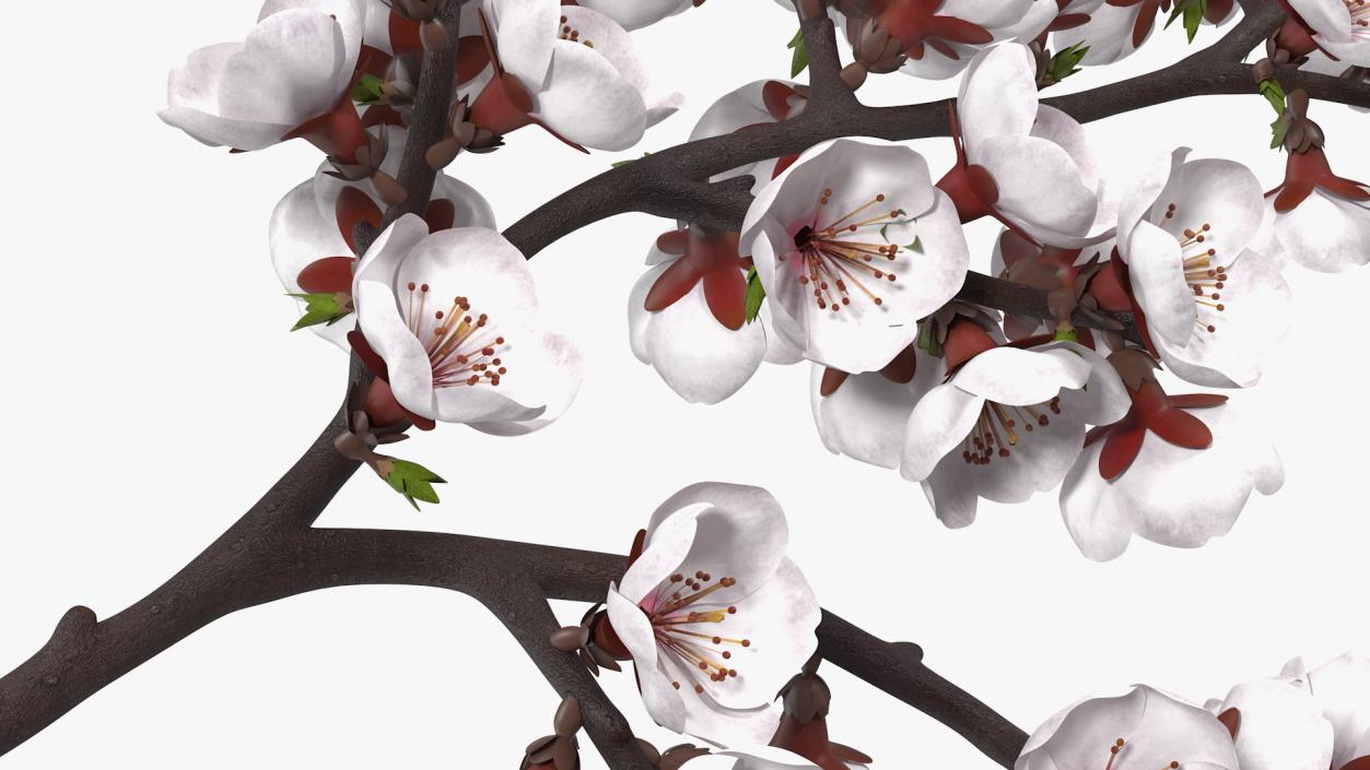 Cherry Branch with White Flowers 3D