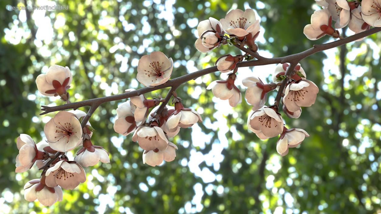 Cherry Branch with White Flowers 3D