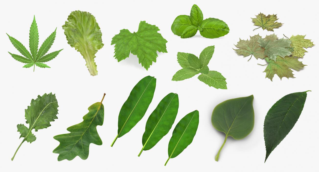 Leaves Collection 7 3D model