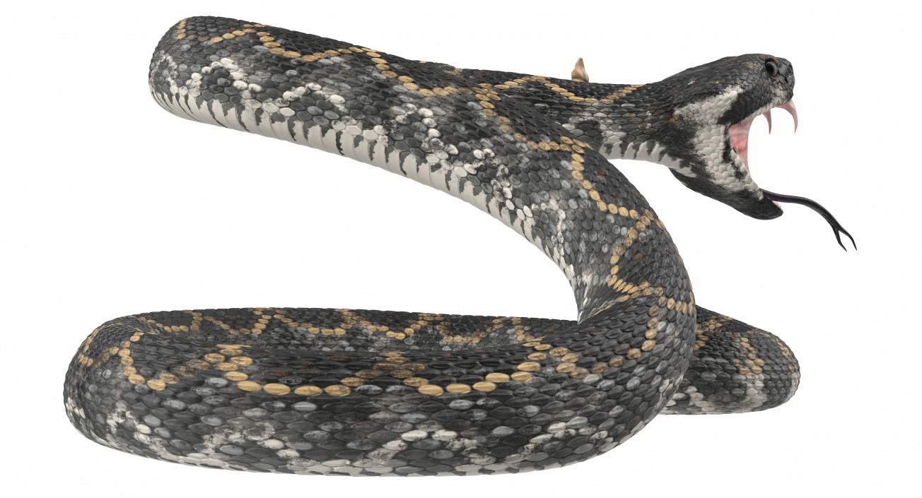 3D Dark Rattlesnake Attack Pose model