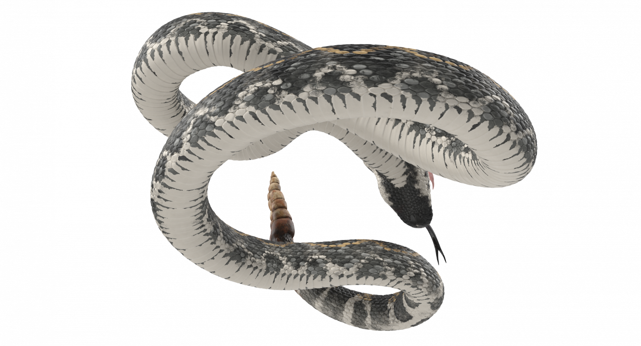 3D Dark Rattlesnake Attack Pose model