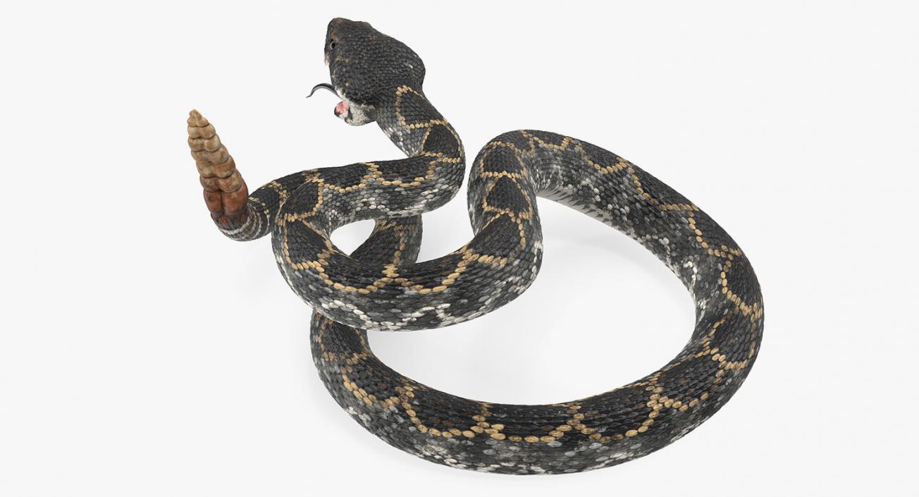 3D Dark Rattlesnake Attack Pose model