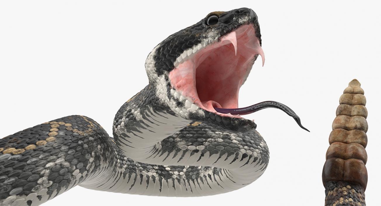 3D Dark Rattlesnake Attack Pose model