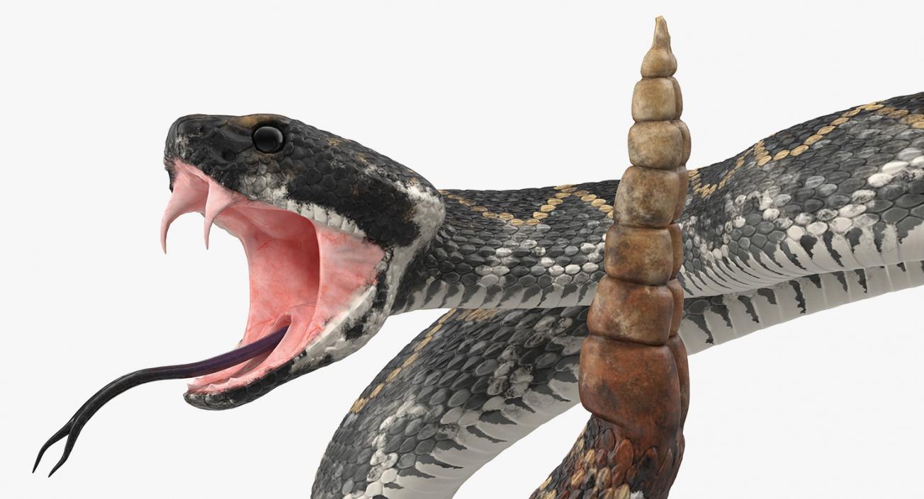 3D Dark Rattlesnake Attack Pose model