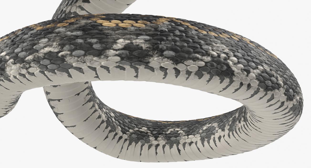 3D Dark Rattlesnake Attack Pose model