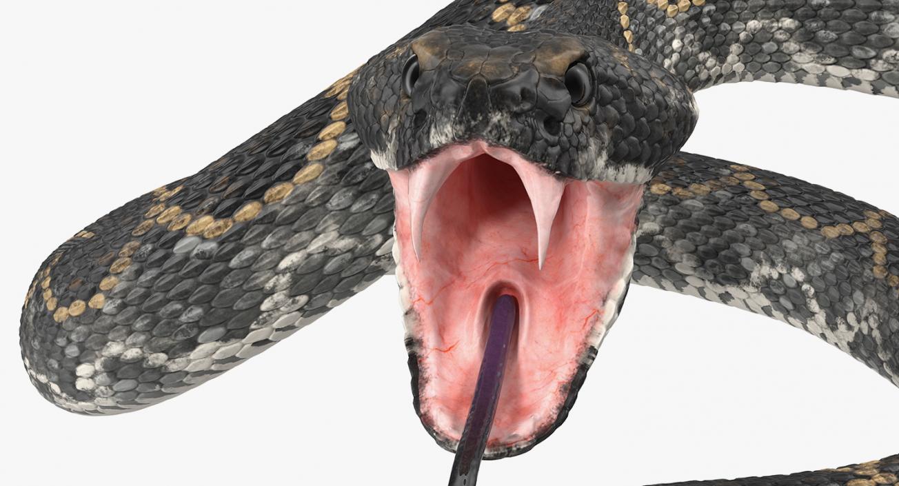 3D Dark Rattlesnake Attack Pose model