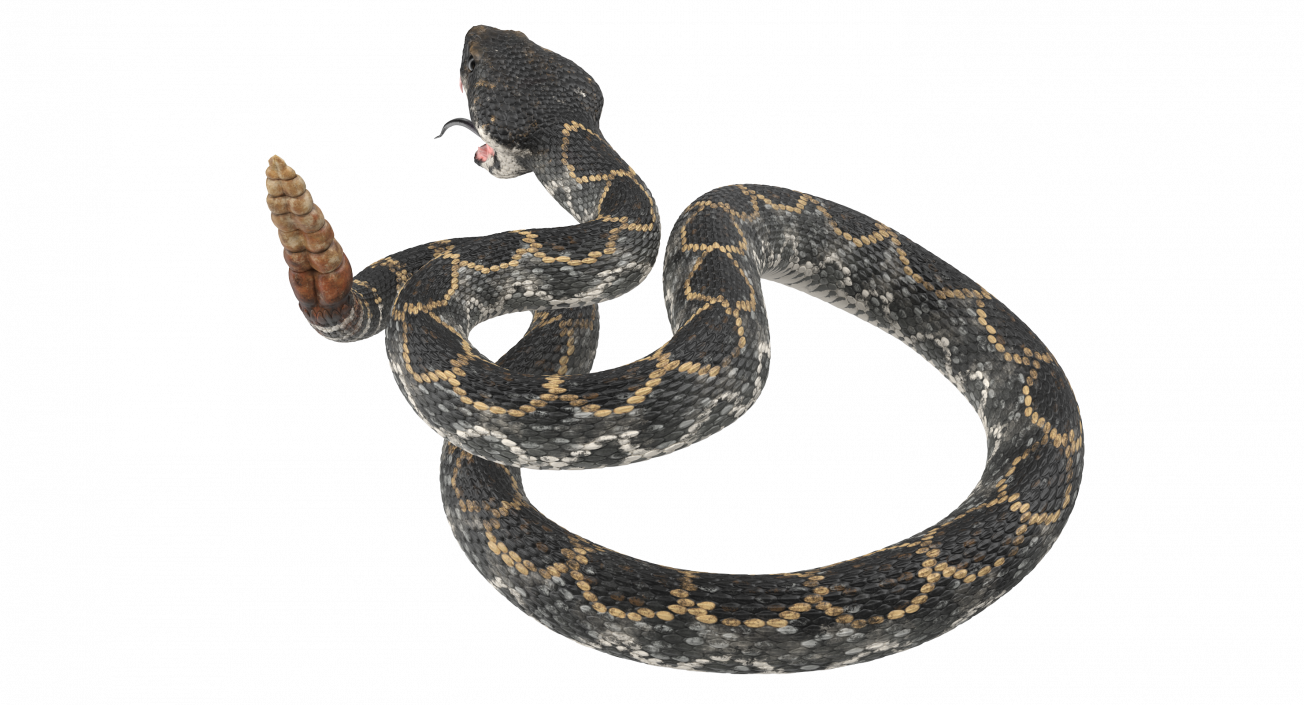 3D Dark Rattlesnake Attack Pose model