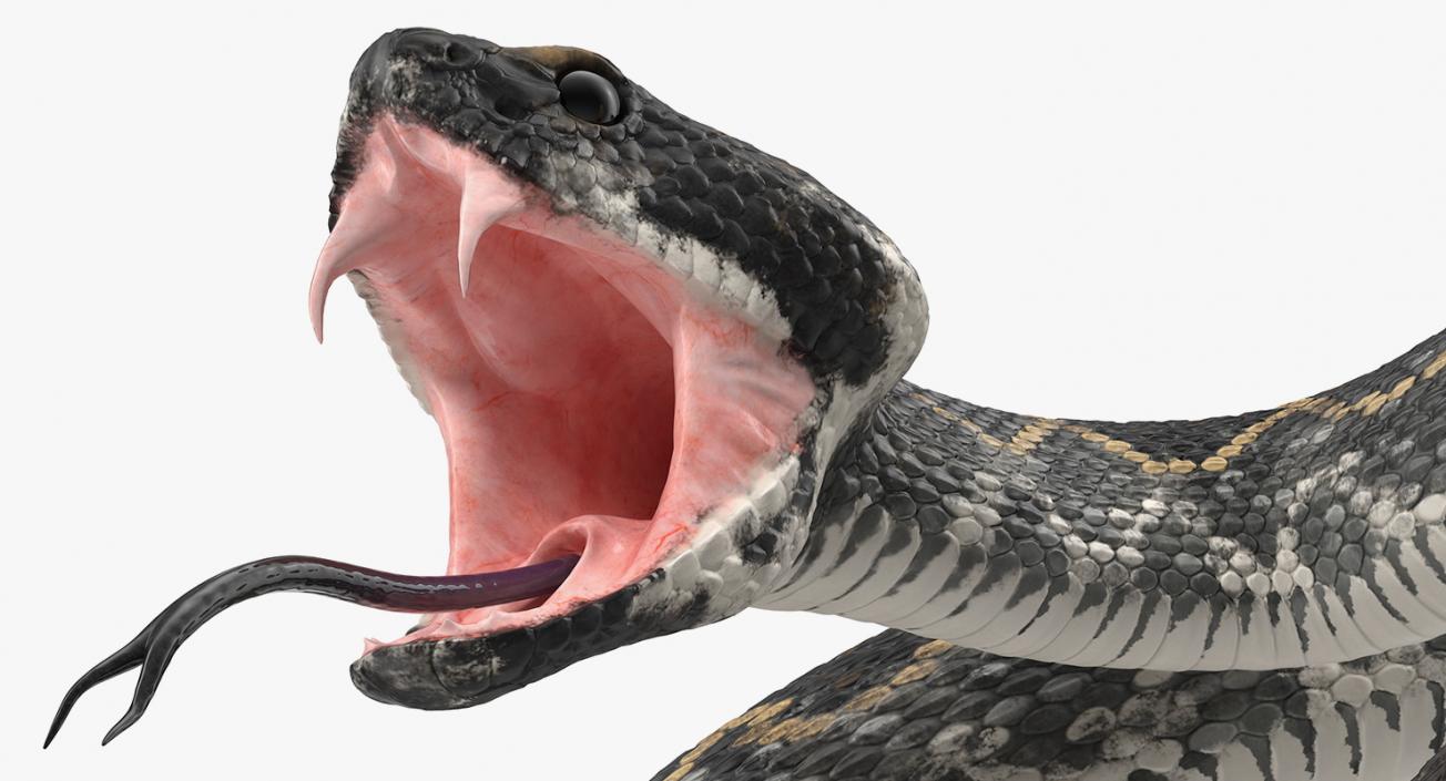 3D Dark Rattlesnake Attack Pose model