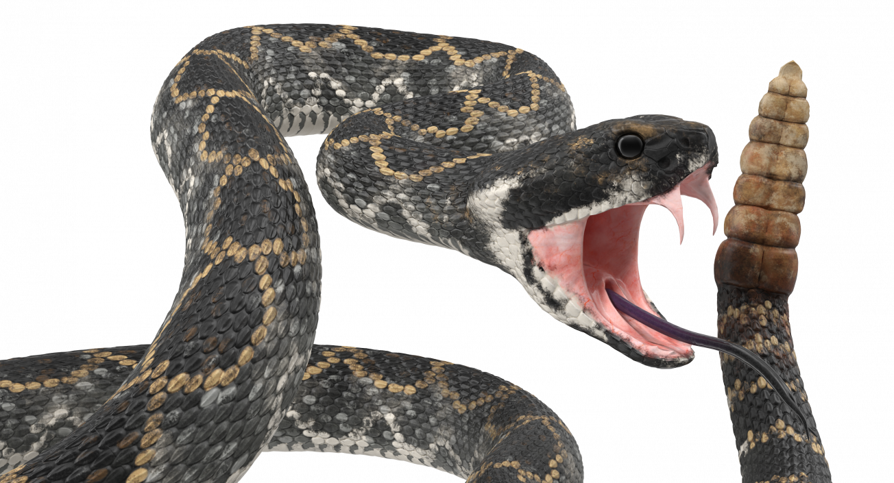 3D Dark Rattlesnake Attack Pose model