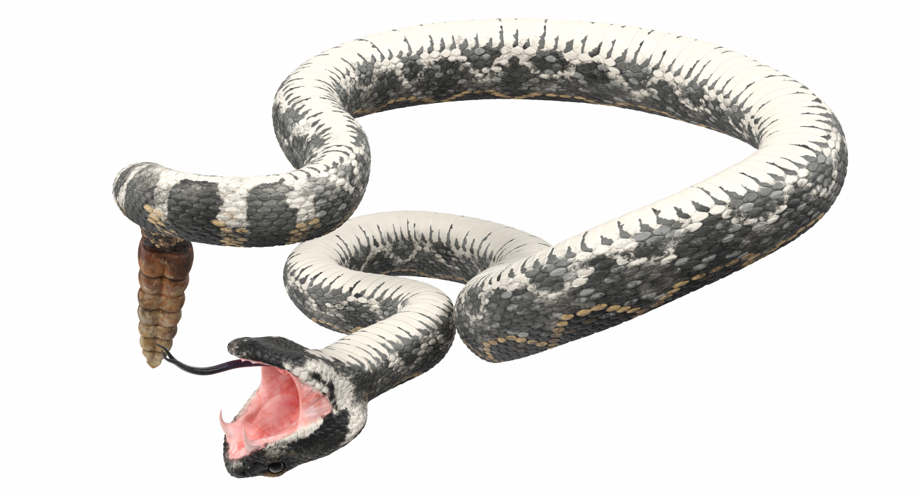 3D Dark Rattlesnake Attack Pose model