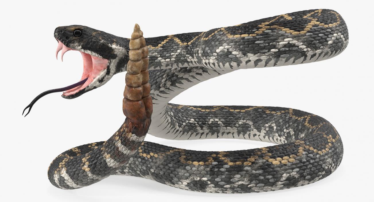 3D Dark Rattlesnake Attack Pose model