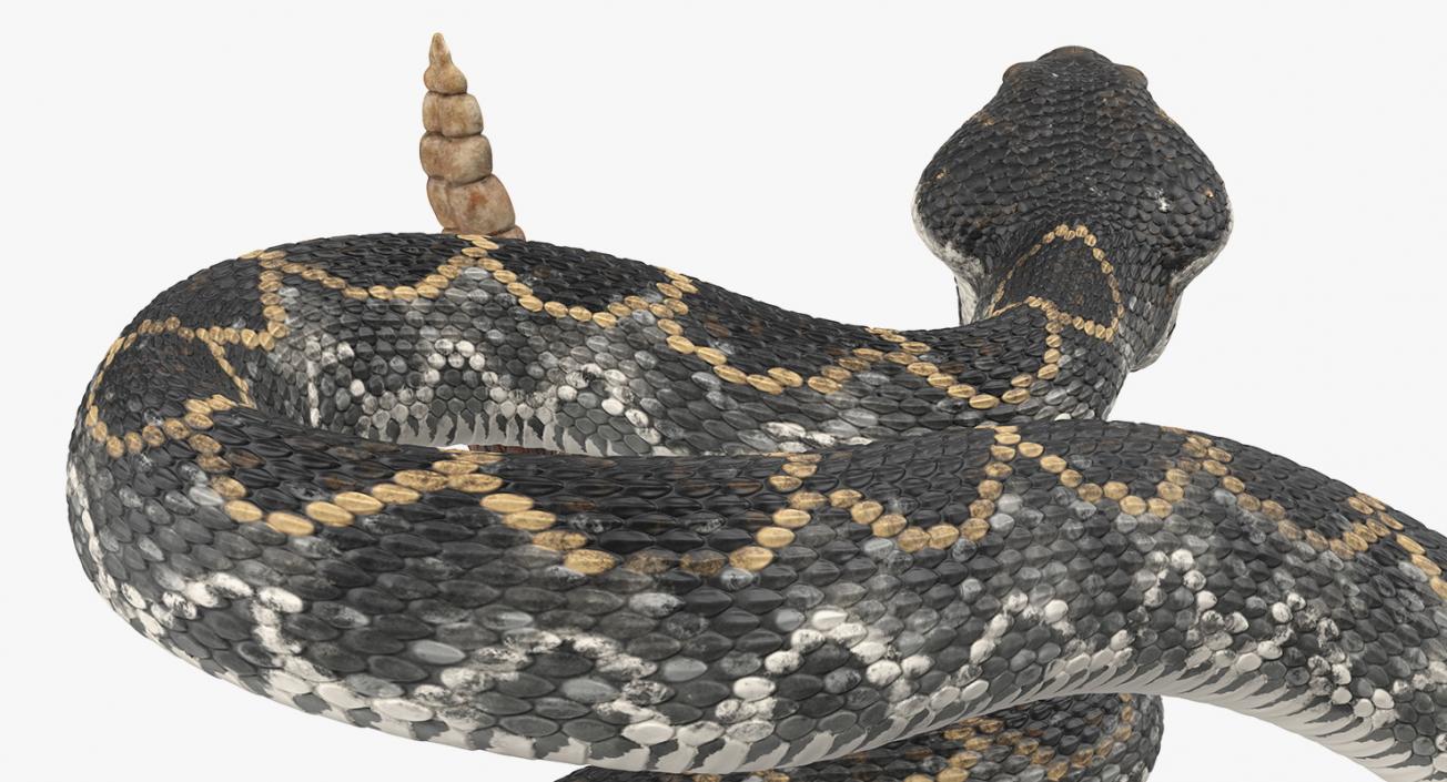 3D Dark Rattlesnake Attack Pose model