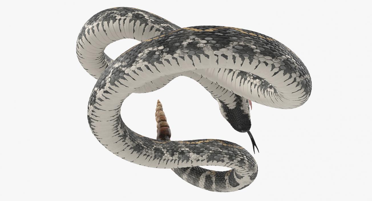 3D Dark Rattlesnake Attack Pose model