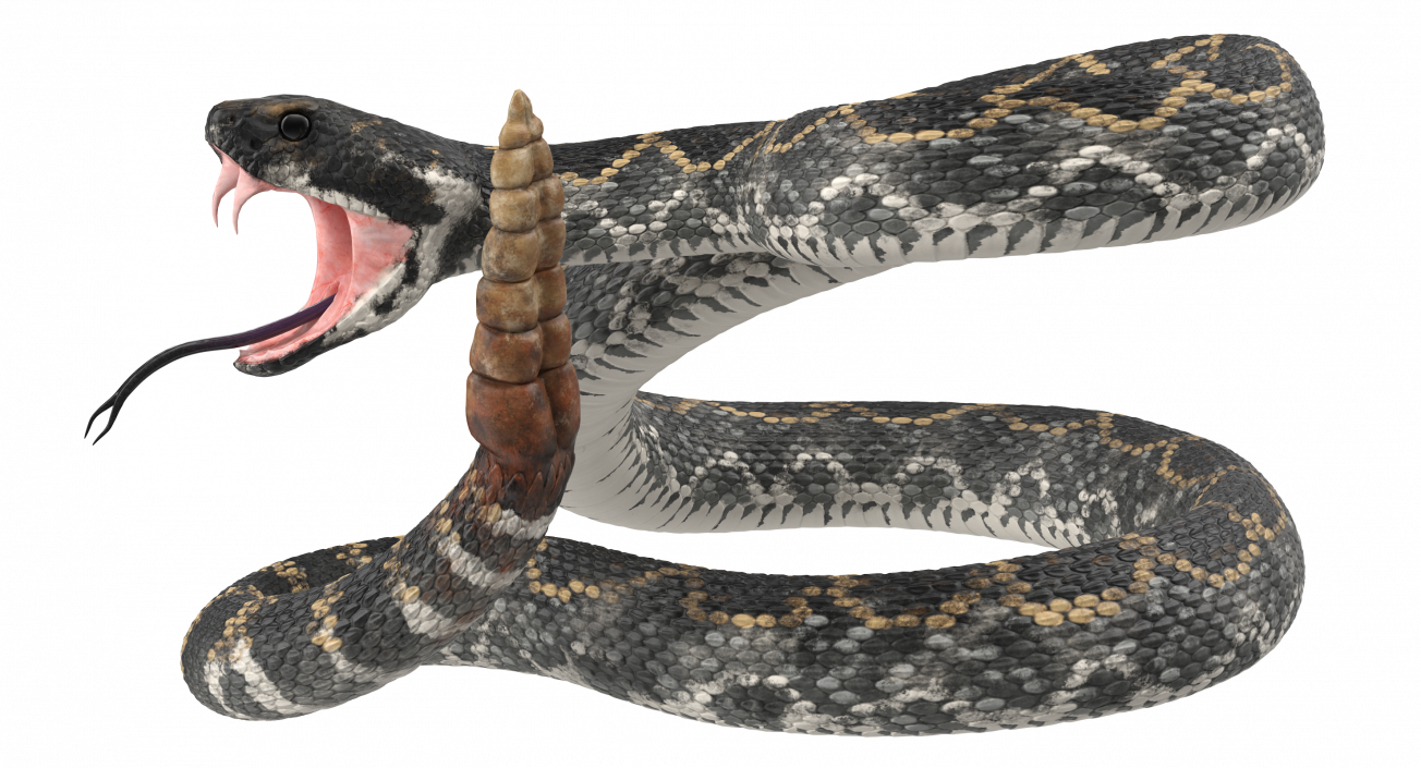 3D Dark Rattlesnake Attack Pose model