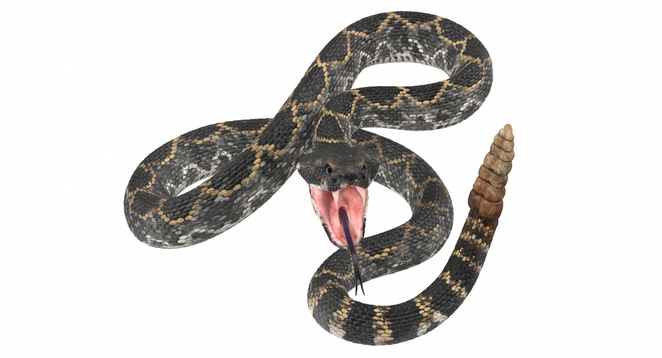 3D Dark Rattlesnake Attack Pose model