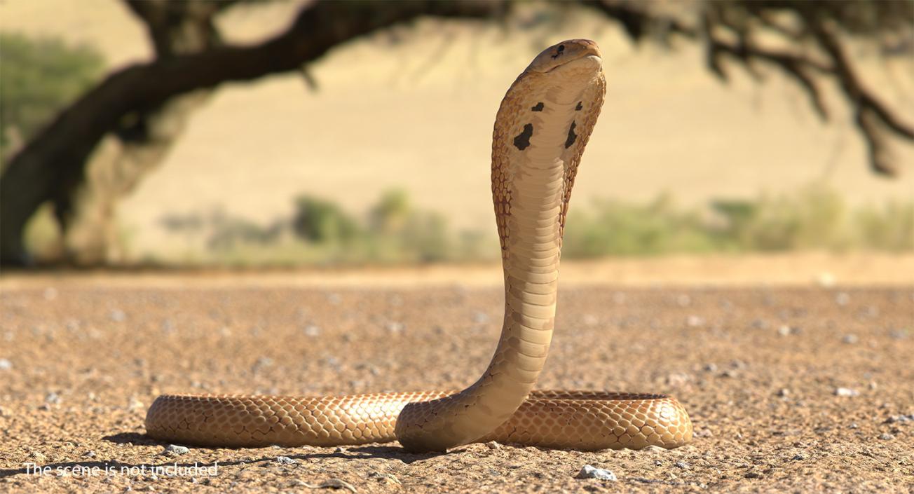 3D Light Skin Cobra Rigged model