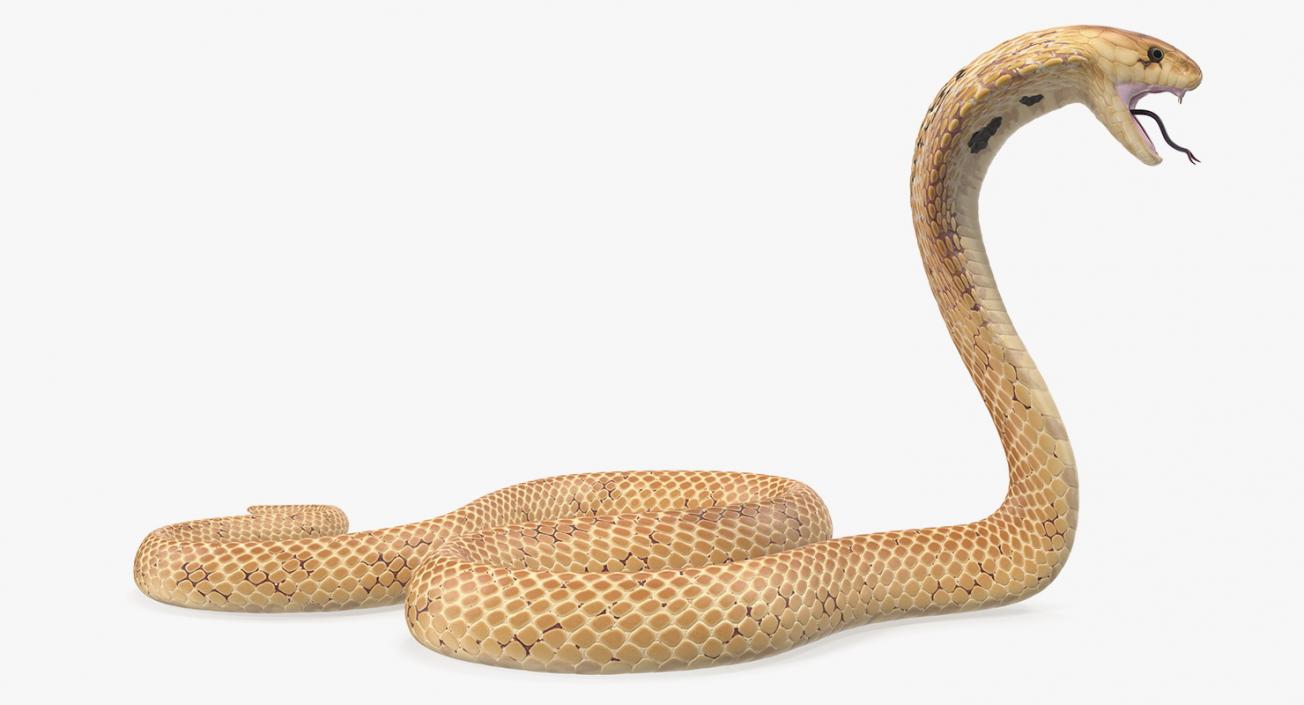 3D Light Skin Cobra Rigged model