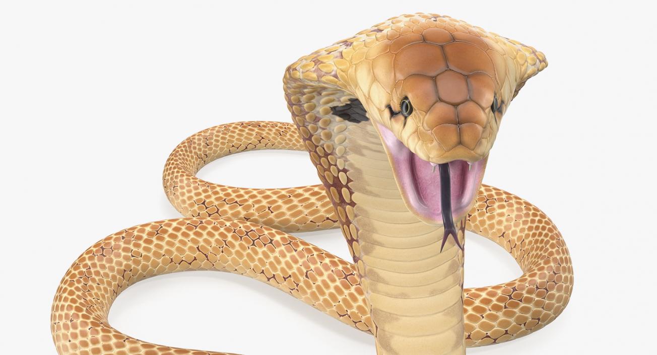 3D Light Skin Cobra Rigged model