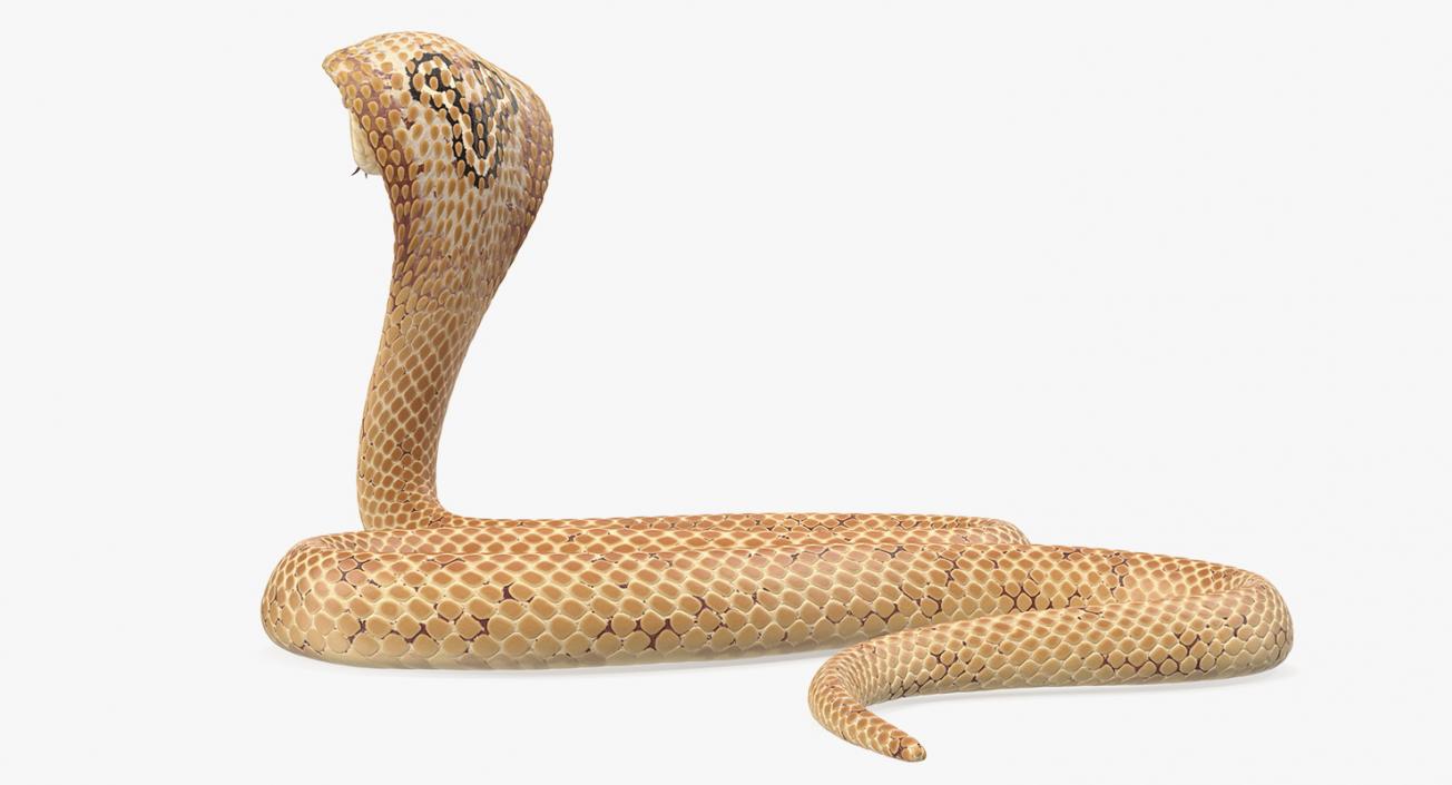 3D Light Skin Cobra Rigged model