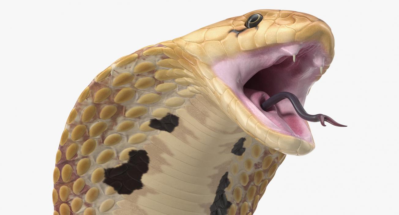 3D Light Skin Cobra Rigged model