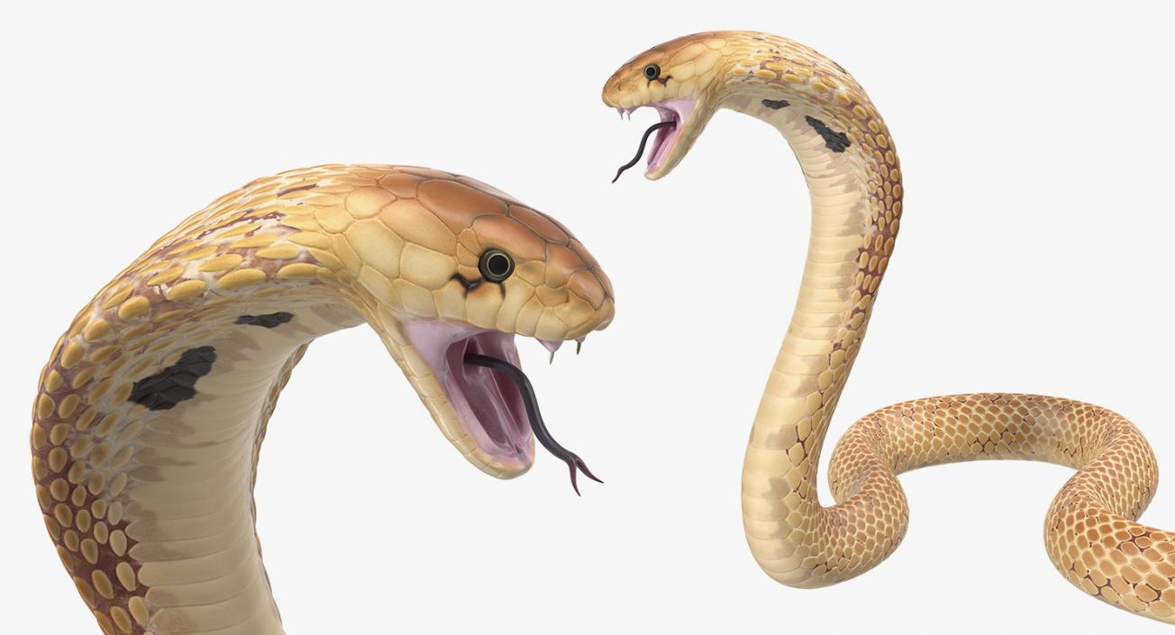 3D Light Skin Cobra Rigged model