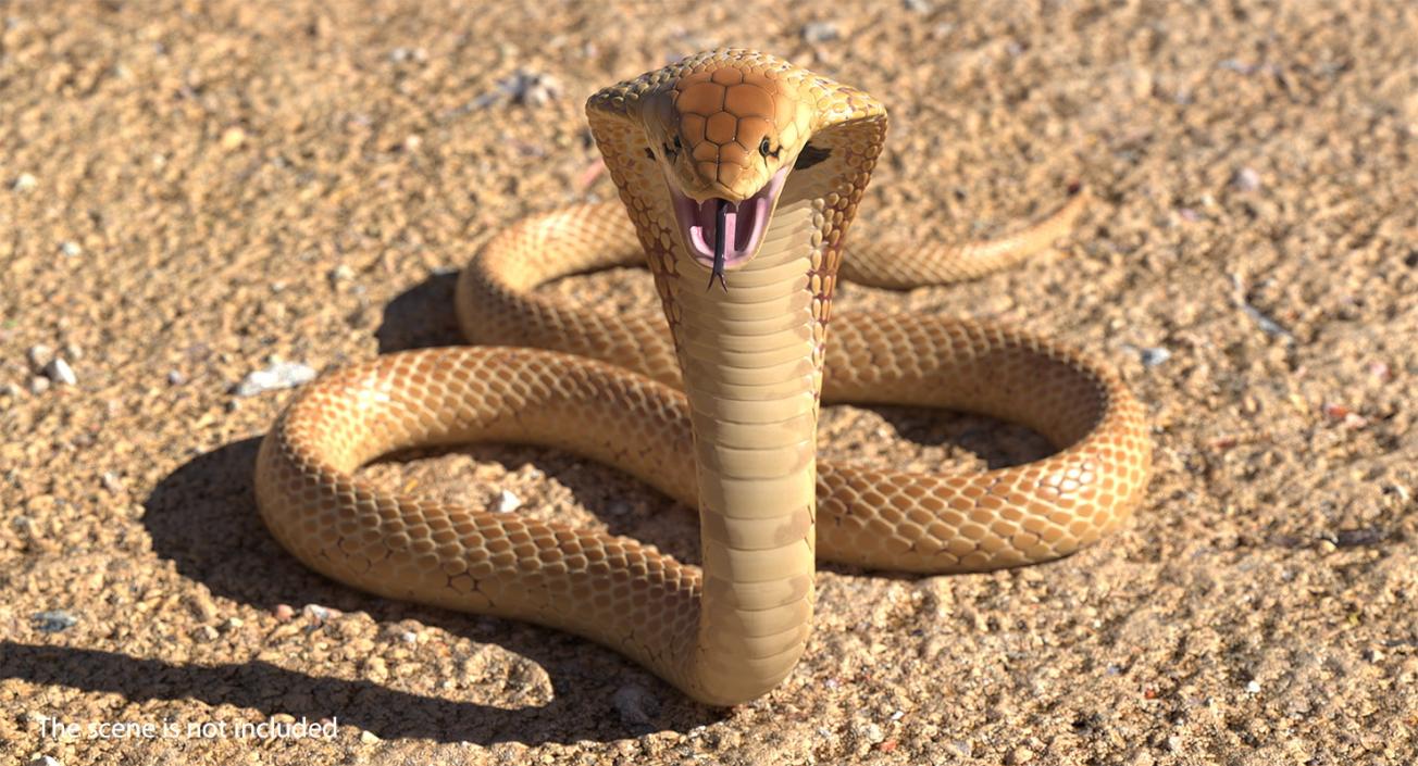 3D Light Skin Cobra Rigged model