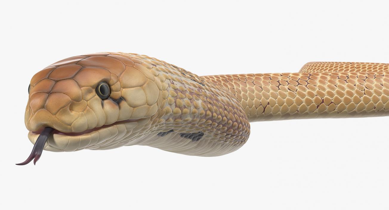 3D Light Skin Cobra Rigged model