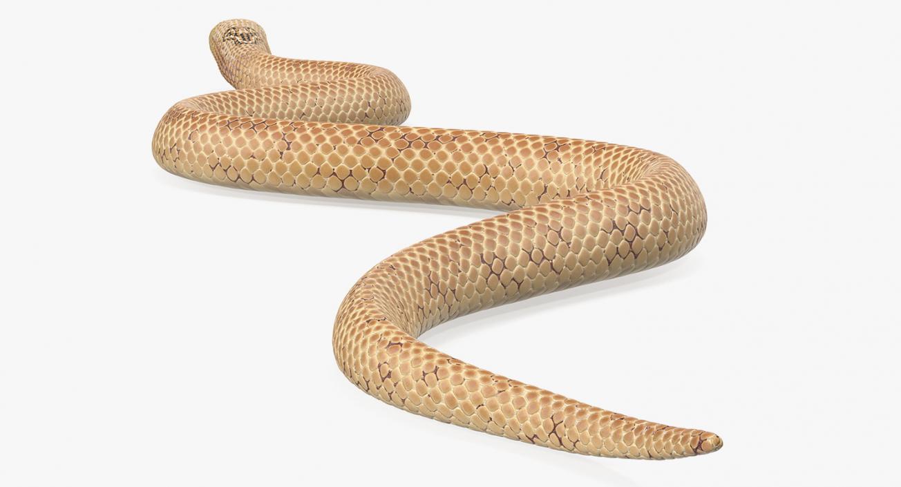 3D Light Skin Cobra Rigged model