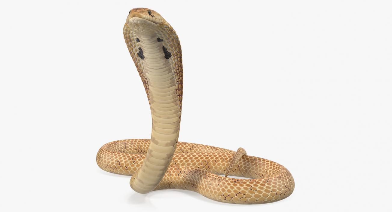 3D Light Skin Cobra Rigged model