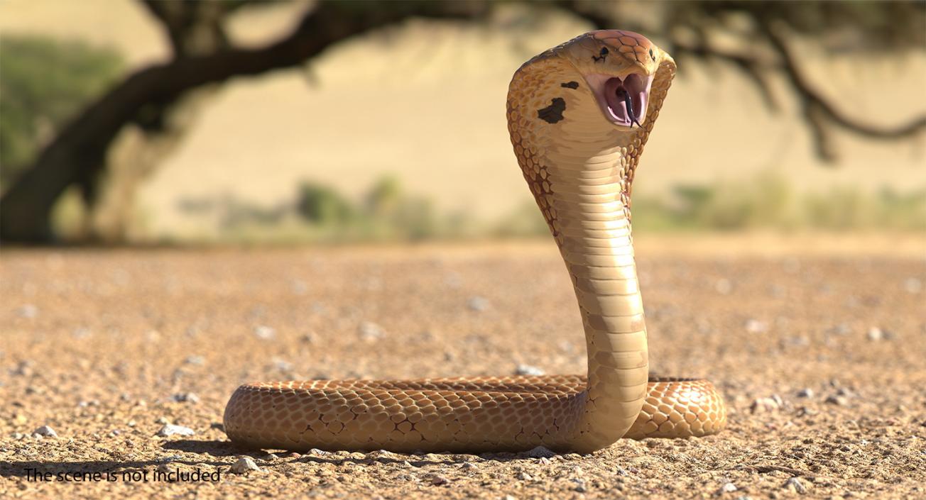 3D Light Skin Cobra Rigged model