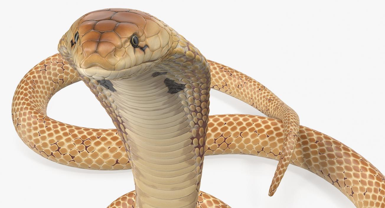 3D Light Skin Cobra Rigged model