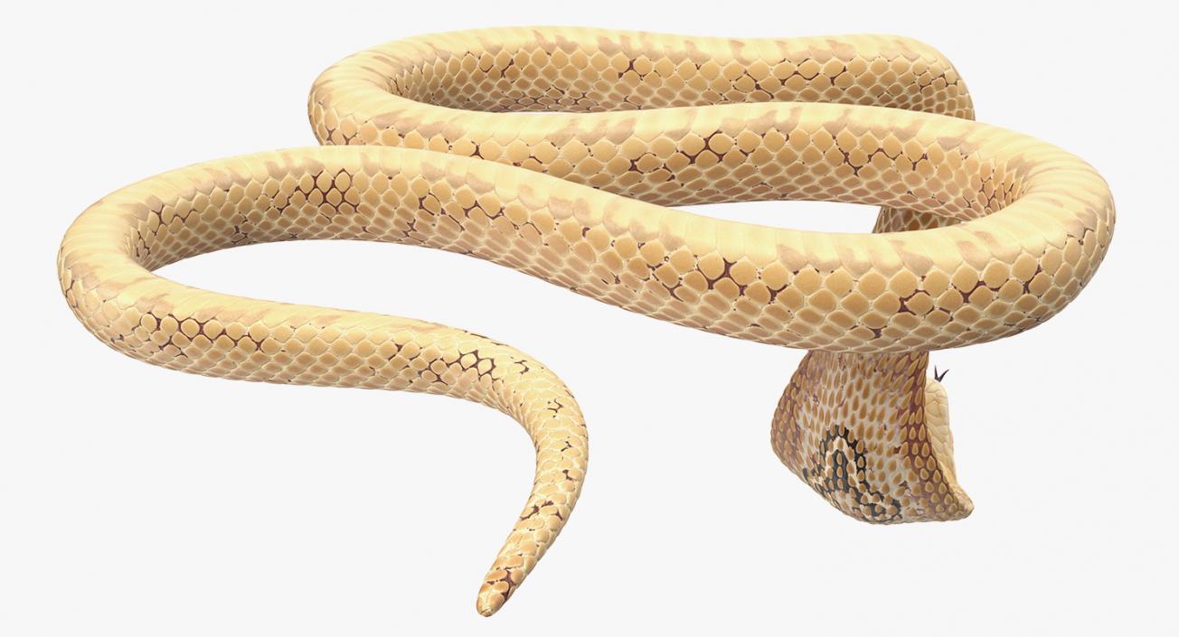 3D Light Skin Cobra Rigged model