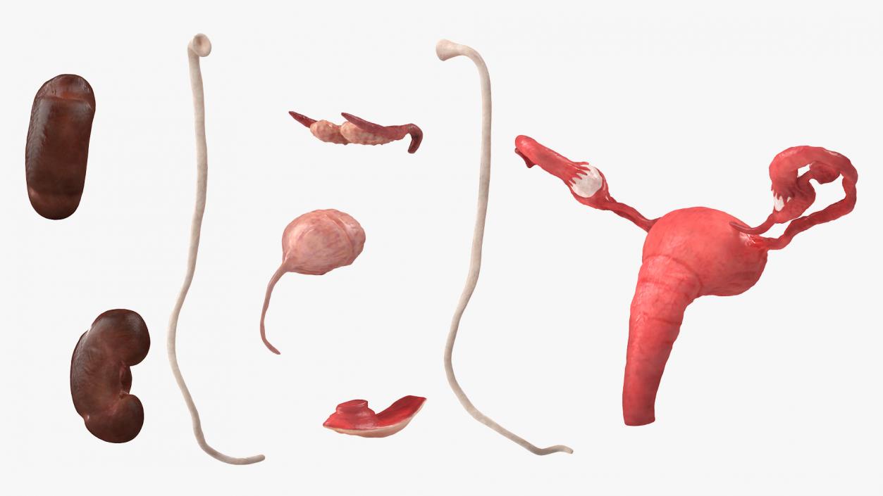 3D Female Reproductive System