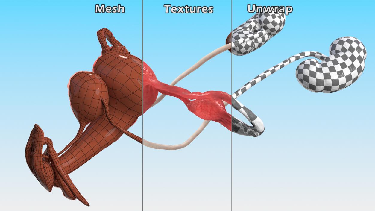 3D Female Reproductive System